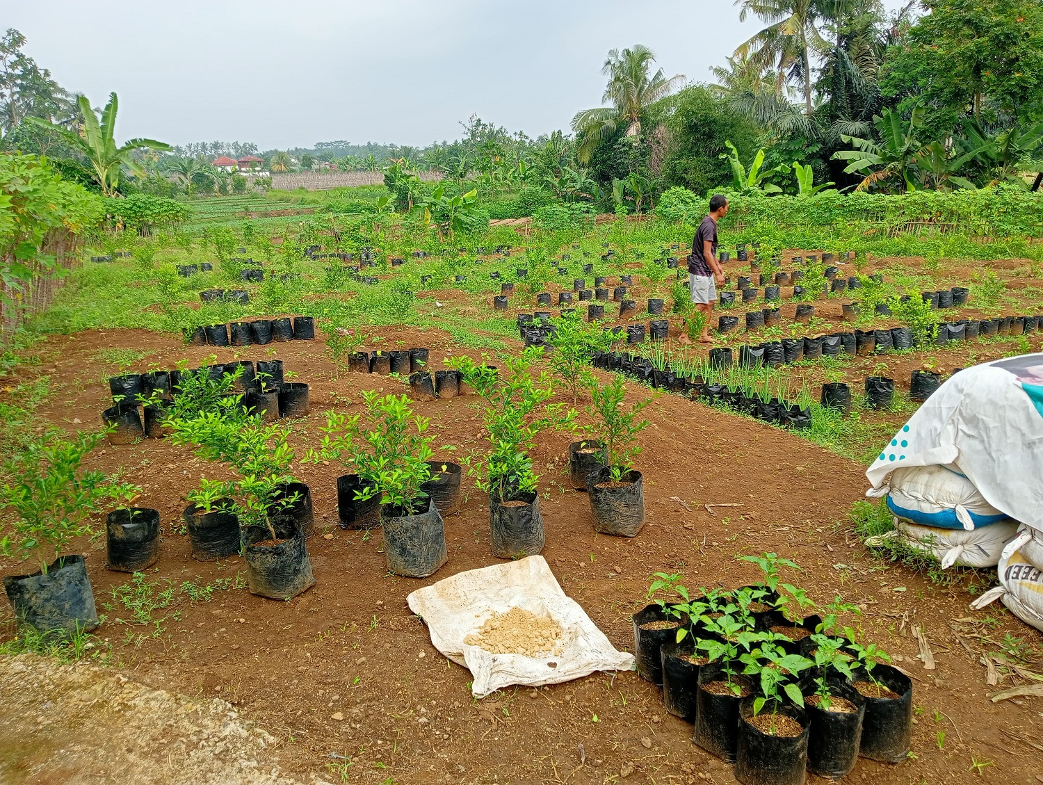 Perkebunan Desa Cinangneng
