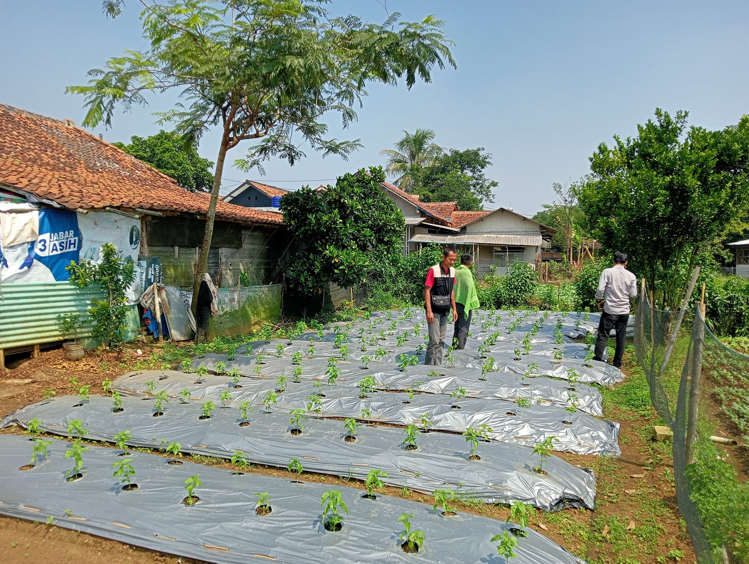 Perkebunan Desa Cinangneng