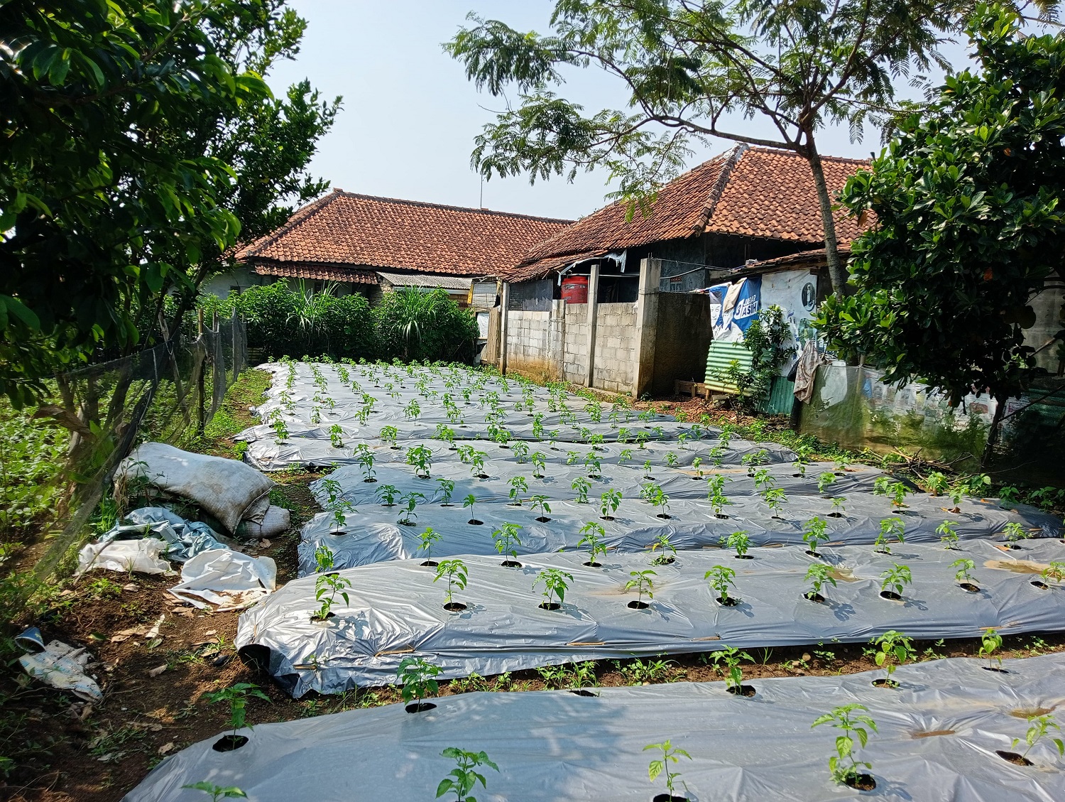 Perkebunan Desa Cinangneng